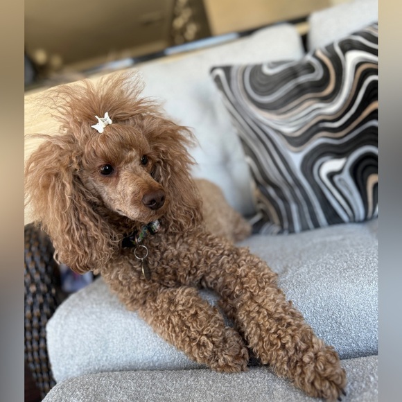 Meet your Posher, Stacey - Picture 4 of 11